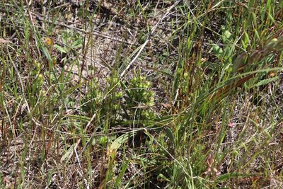 Wachendorfia multiflora, photographed by Tony Rebelo