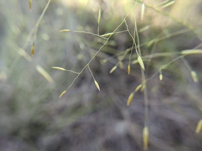 Muhlenbergia reverchonii, photographed by Cleveland Powell