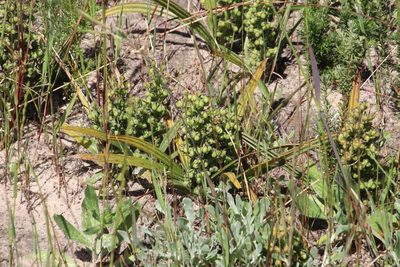 Wachendorfia multiflora, photographed by Tony Rebelo