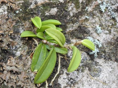 Bulbophyllum schillerianum, photographed by Greg Tasney