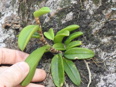 Bulbophyllum schillerianum, photographed by Greg Tasney