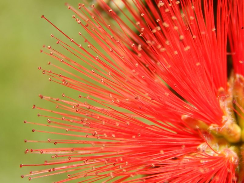 Calliandra tweediei, photographed by Joselin Listur