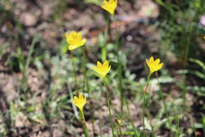 Zephyranthes pulchella, photographed by Rich Sommer