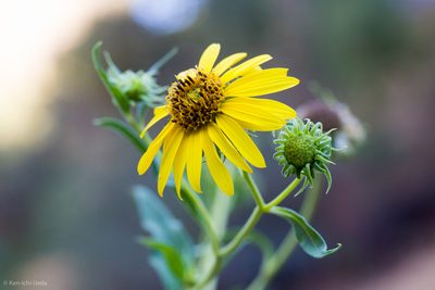 Helianthus californicus, photographed by Ken-ichi Ueda