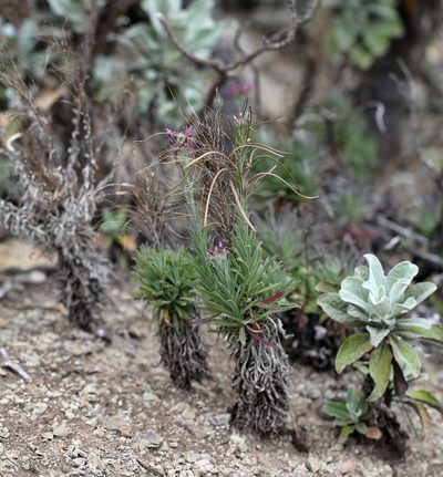 Boechera hoffmannii, photographed by Steve Matson