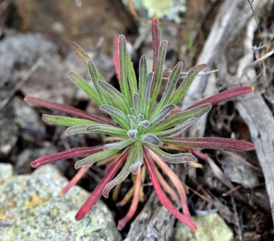 Boechera hoffmannii, photographed by Steve Matson