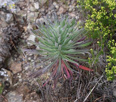 Boechera hoffmannii, photographed by Steve Matson