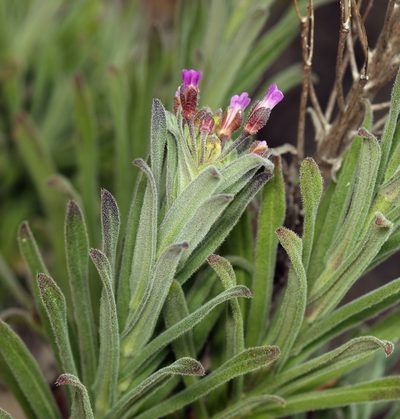 Boechera hoffmannii, photographed by Steve Matson