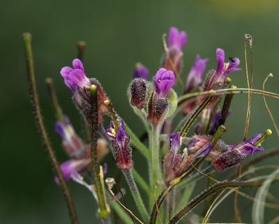 Boechera hoffmannii, photographed by Steve Matson