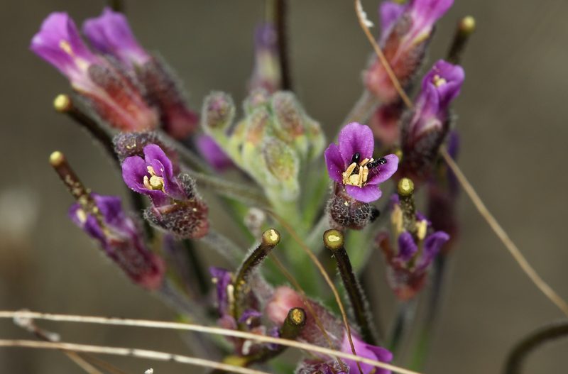 Boechera hoffmannii, photographed by Steve Matson