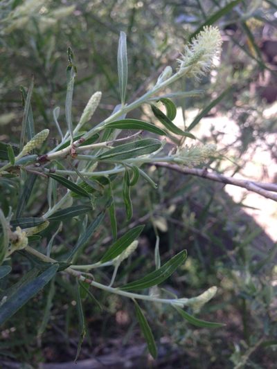 Salix taxifolia, photographed by Oscar C. González Martínez