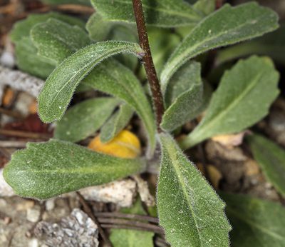 Yosemitea repanda, photographed by Steve Matson