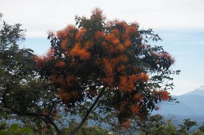Psittacanthus schiedeanus, photographed by Juan Carlos Pérez Magaña