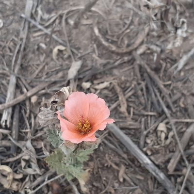 Sphaeralcea miniata, photographed by Benjamin Bender