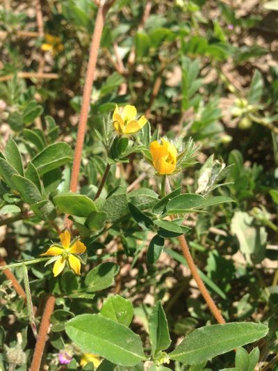 Kallstroemia californica, photographed by Oscar C. González Martínez