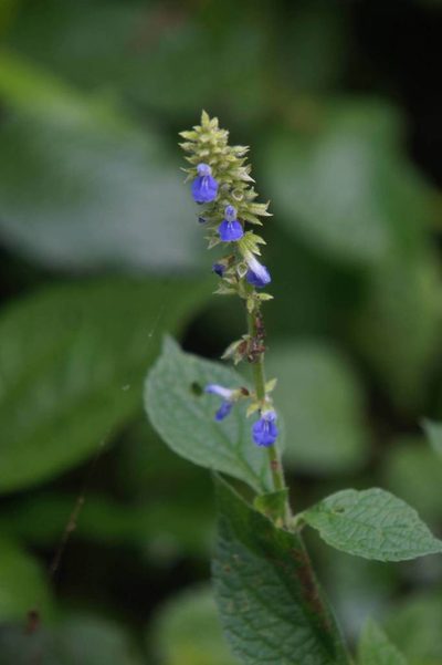 Salvia xalapensis, photographed by Juan Carlos Pérez Magaña