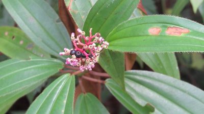 Miconia ciliata, photographed by Rosângela Souza
