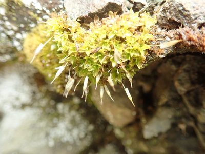 Encalypta ciliata, photographed by Randal