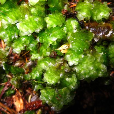 Achrophyllum quadrifarium, photographed by John Steel