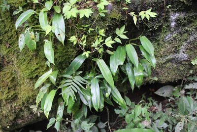Philodendron anisotomum, photographed by Jake Rehage