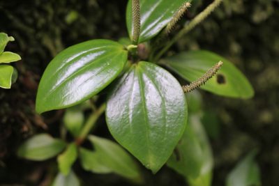 Peperomia san-joseana, photographed by Jake Rehage