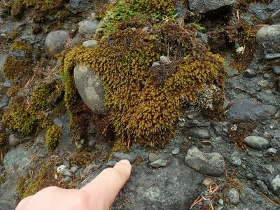 Schistidium papillosum, photographed by Randal