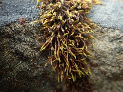 Schistidium papillosum, photographed by Randal