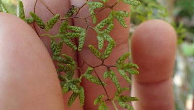 Lygodium palmatum, photographed by John Abrams