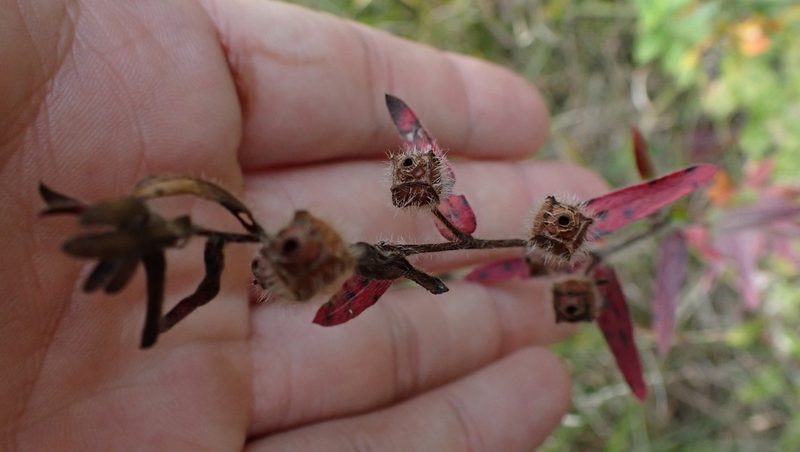 Ludwigia hirtella, photographed by John Abrams