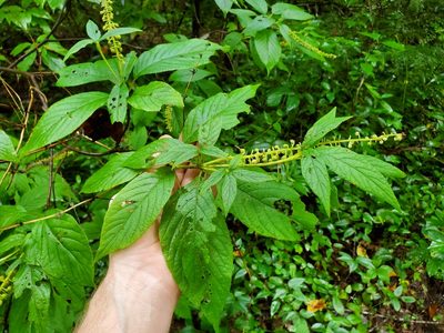 Clethra acuminata, photographed by Will Kuhn
