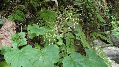 Heuchera villosa, photographed by John Abrams