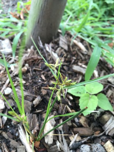 Cyperus microiria, photographed by Daniel Atha