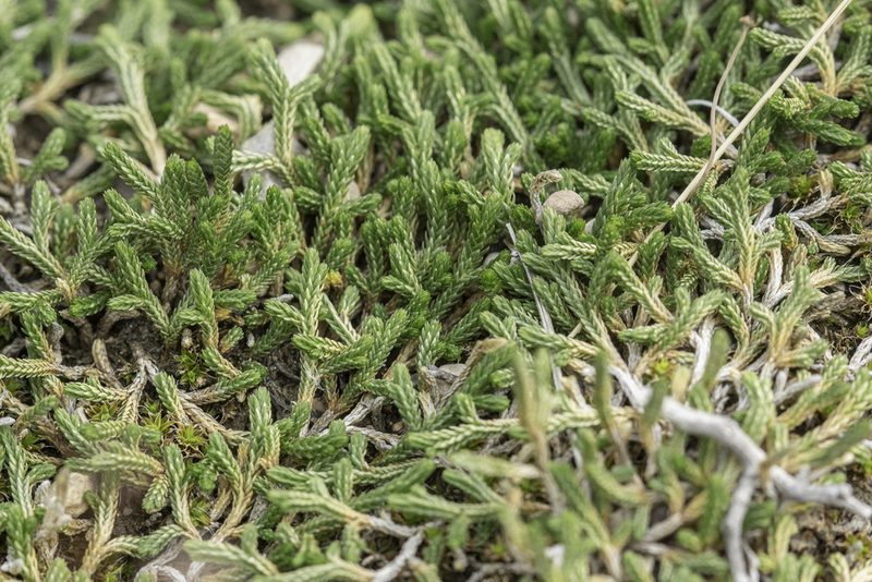 Selaginella mutica, photographed by Craig Martin