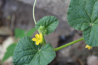 Cucumis sativus, photographed by Yuliana Dimas