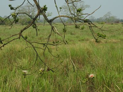 Careya arborea, photographed by desertnaturalist