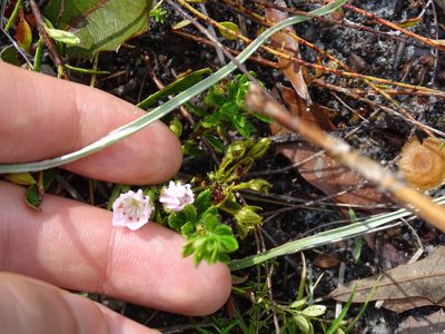 Kalmia hirsuta, photographed by Michael W Belitz