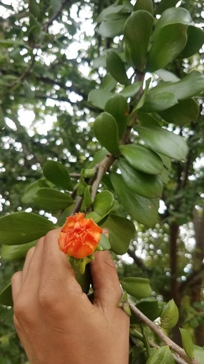 Leuenbergeria lychnidiflora, photographed by geralg