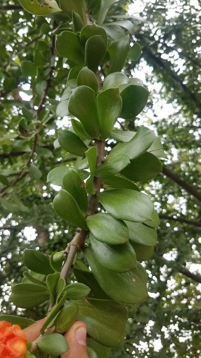 Leuenbergeria lychnidiflora, photographed by geralg