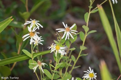 Oclemena reticulata, photographed by Nash Turley