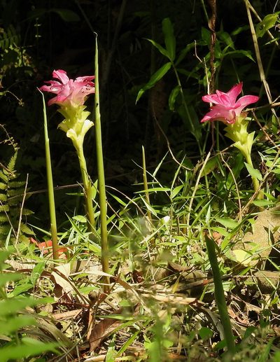 Curcuma aromatica, photographed by desertnaturalist