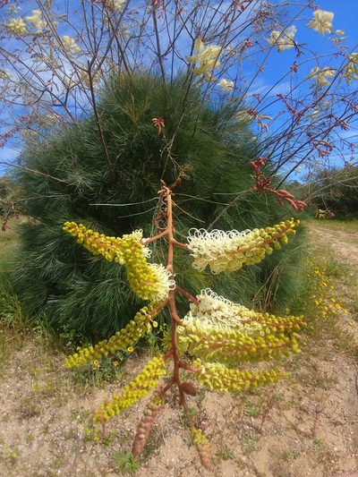 Grevillea leucopteris, photographed by Sam Wilson