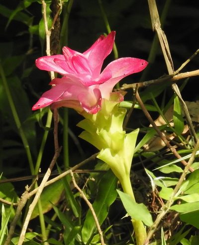 Curcuma aromatica, photographed by desertnaturalist