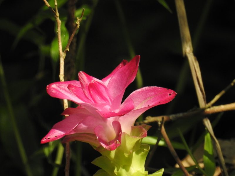 Curcuma aromatica, photographed by desertnaturalist