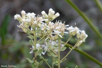 Sericocarpus tortifolius, photographed by Nash Turley