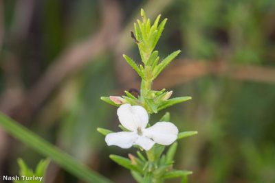 Gratiola hispida, photographed by Nash Turley