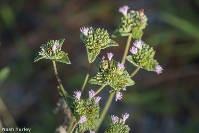 Elephantopus elatus, photographed by Nash Turley