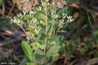 Eupatorium rotundifolium, photographed by Nash Turley
