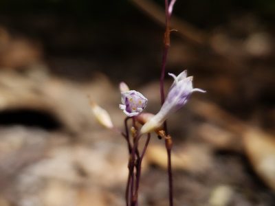 Apteria aphylla, photographed by Alex Abair