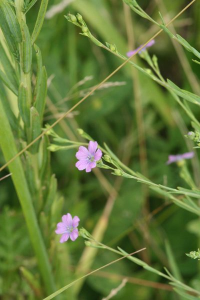 Linum stelleroides, photographed by Oleg Kosterin