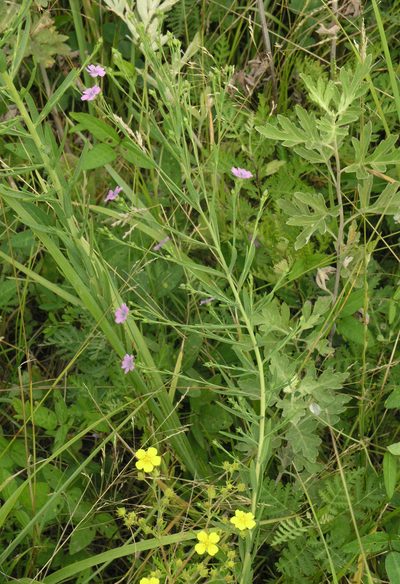 Linum stelleroides, photographed by Oleg Kosterin